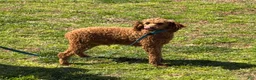 Miniature Poodle dogs for sale: Brent - Ad 3