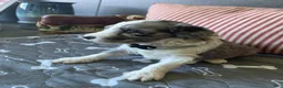 Aussiedoodle dogs for sale: Blue Merle Male Aussiedoodle 2 - Ad 3