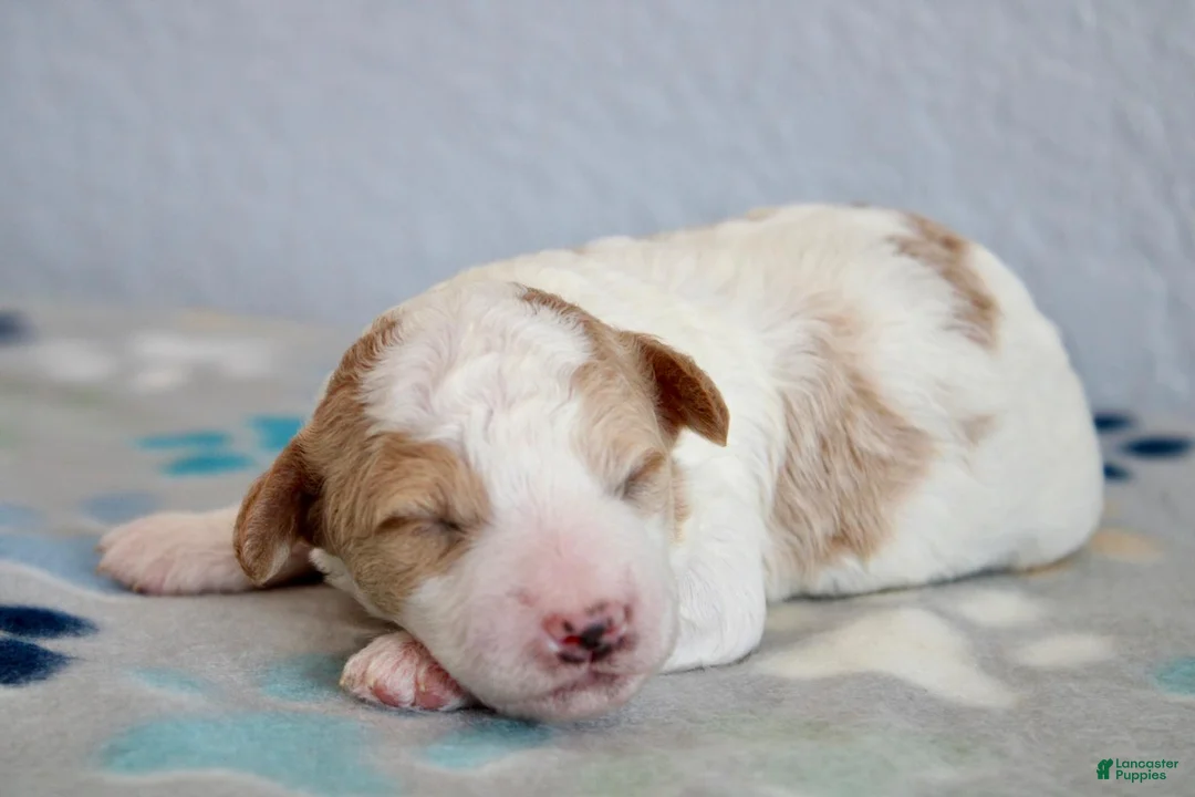 Mini Goldendoodle dogs for sale: Axle - Ad 2