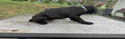Cane Corso dogs for sale: Gray collar - Ad 4