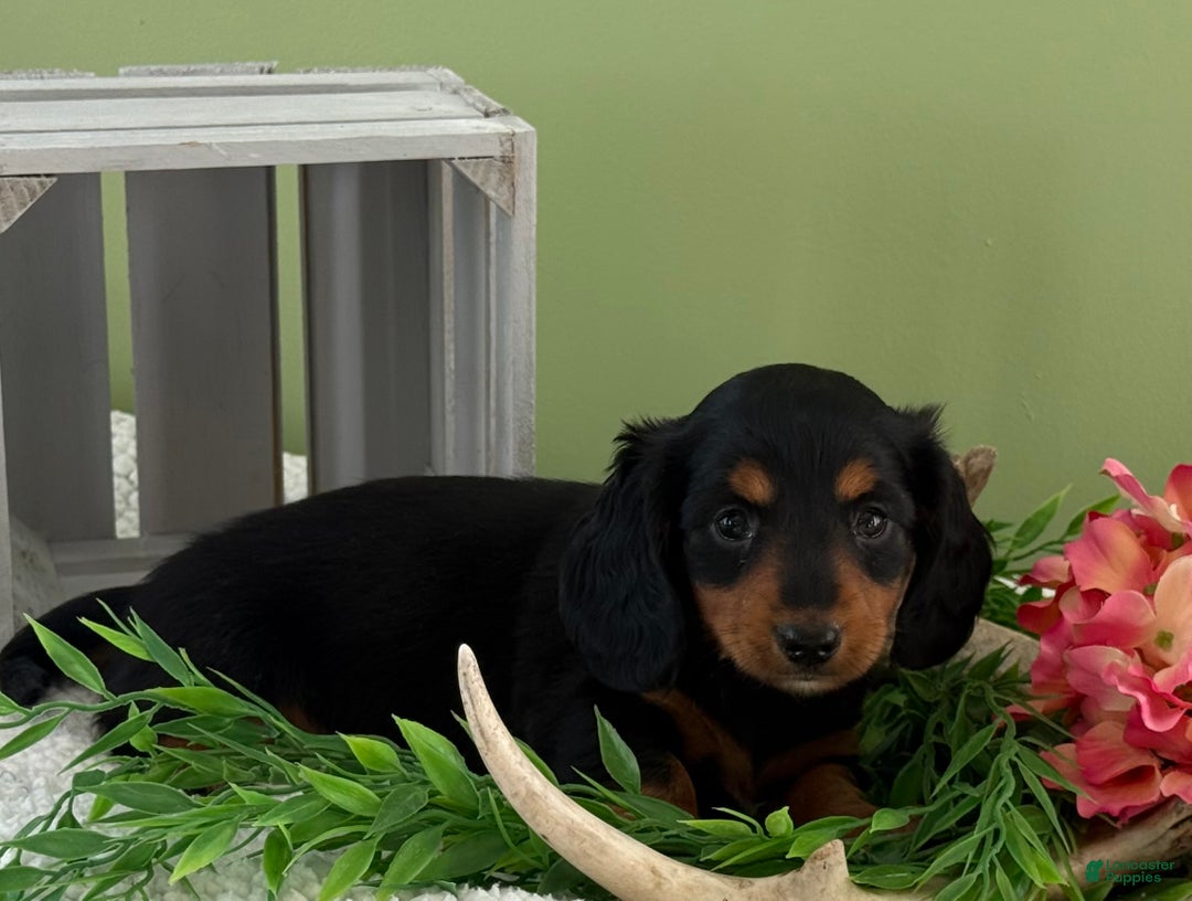 Miniature Dachshund dogs for sale: Jazzy - Ad 4