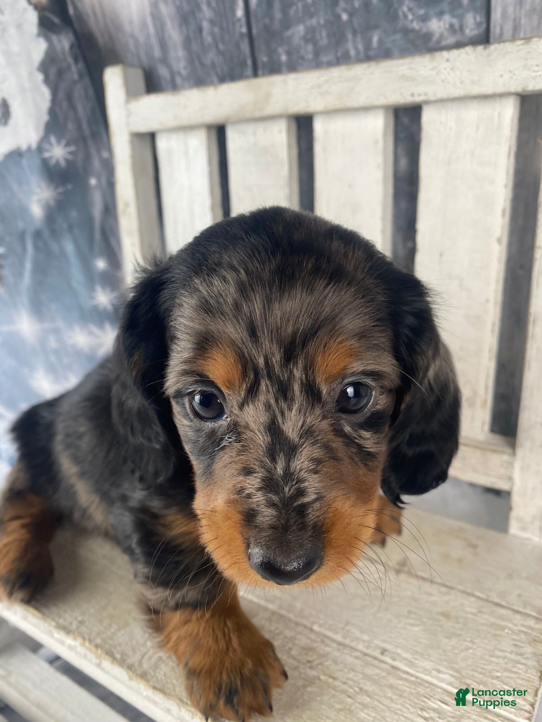 Miniature Dachshund dogs for sale: Dixie - Ad 8