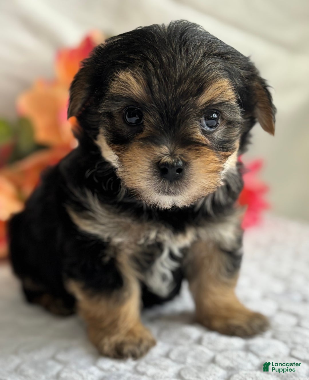 Morkie dogs for sale: Nicky - Ad 5