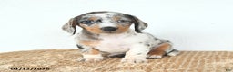 Miniature Dachshund dogs for sale: Delilah - Ad 1
