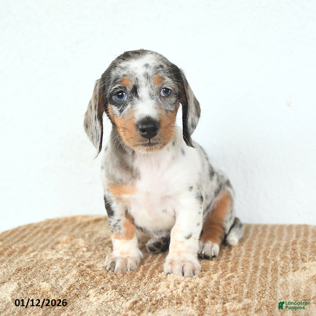 Miniature Dachshund dogs for sale: Delilah - Ad 1