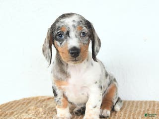 Miniature Dachshund dogs Delilah - Ad 2