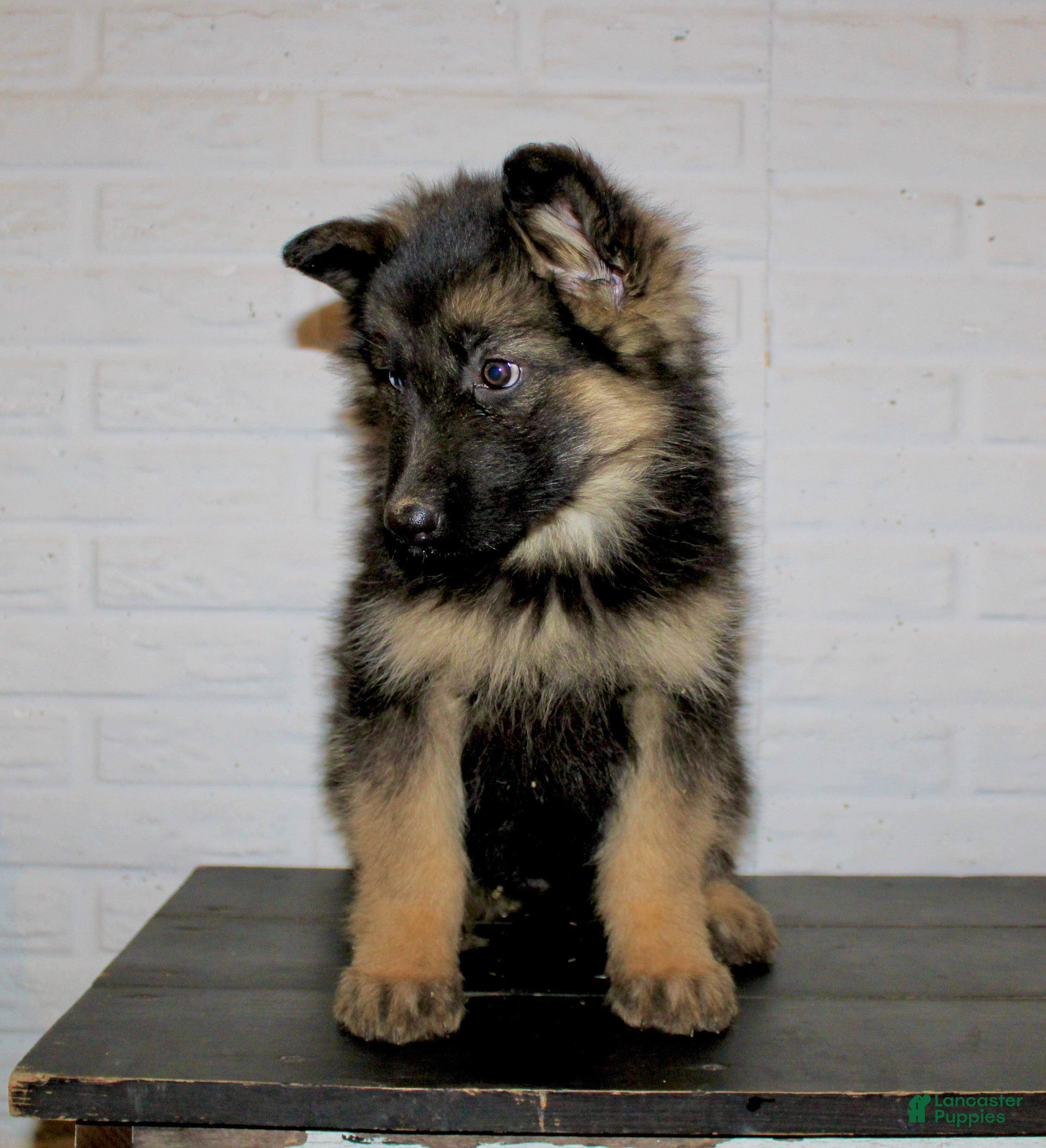 German Shepherd dogs Dory - Ad 2