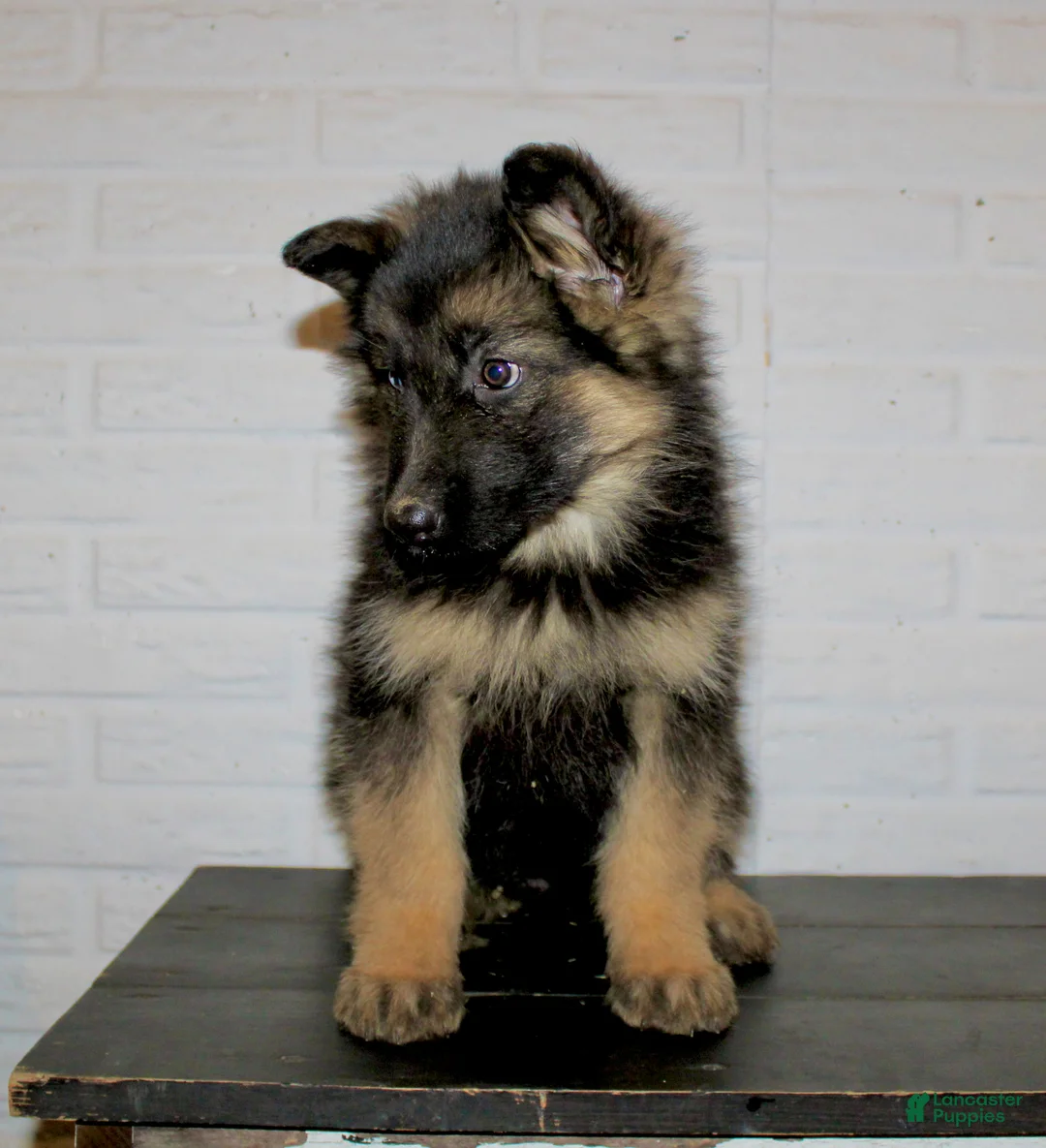 German Shepherd dogs for sale: Dory - Ad 2