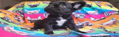French Bulldog Puppy 1