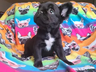 French Bulldog dogs French Bulldog Puppy 1 - Ad 26