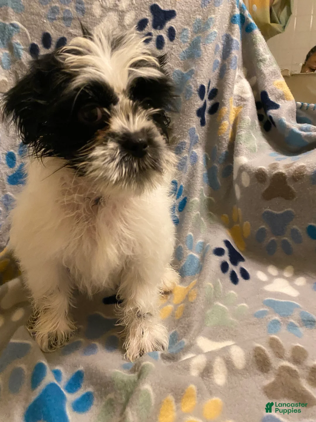 Shihpoo dogs for sale:  Hopper - Ad 3