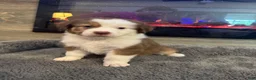Australian Shepherd dogs for sale: Millie - Ad 1