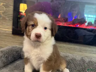 Australian Shepherd dogs for sale: Millie - Ad 3