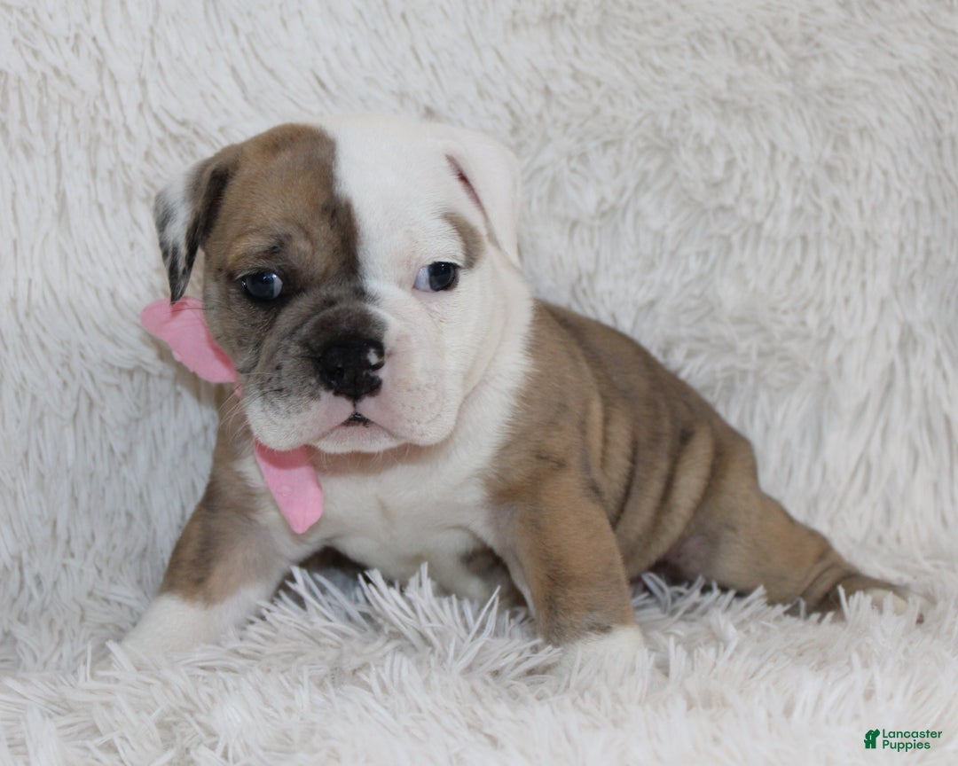 English Bulldog dogs for sale: Raine - Ad 6