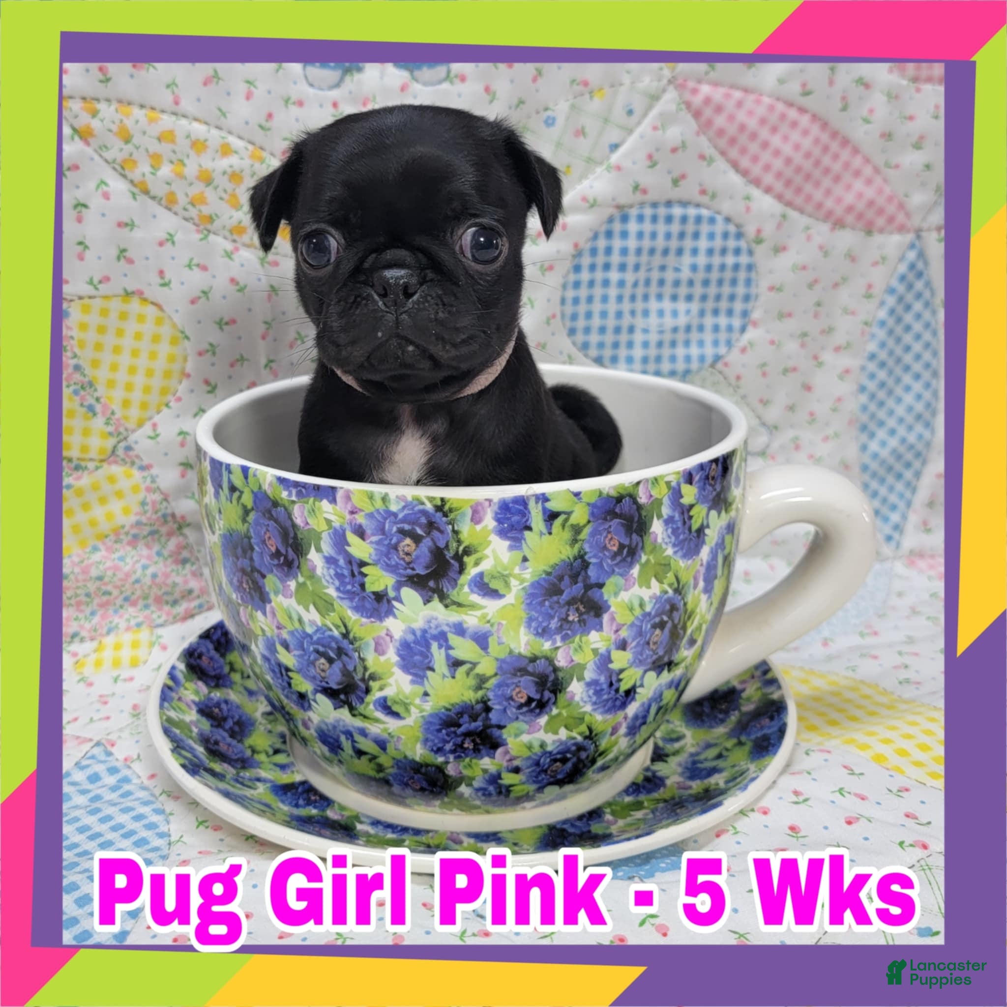 Pug dogs Pug Puppy Girl Pink - Ad 16