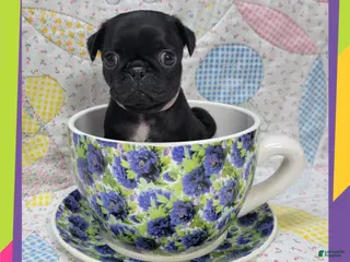 Pug dogs Pug Puppy Girl Pink - Ad 16