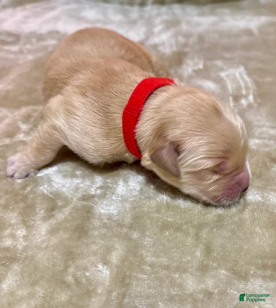 Golden Retriever dogs for sale: Golden Retriever Puppy 8 - Ad 1