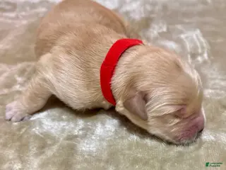 Golden Retriever dogs Golden Retriever Puppy 8 - Ad 28