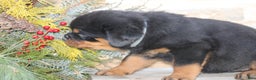 Rottweiler dogs for sale: Harper - Ad 6