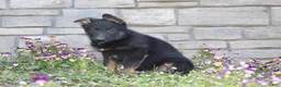 German Shepherd dogs for sale: Drake - Ad 6