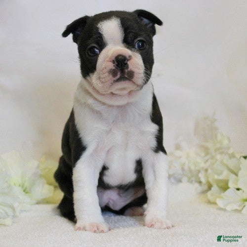 Boston Terrier dogs Remmy - Ad 1