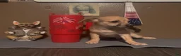 Chiweenie dogs for sale: Hairy Paw-ter - Ad 3
