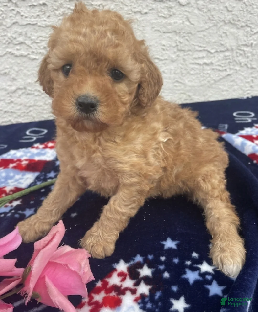 Miniature Poodle dogs for sale: Minnie - Ad 3