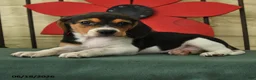 Beagle dogs for sale: Sable - Ad 3