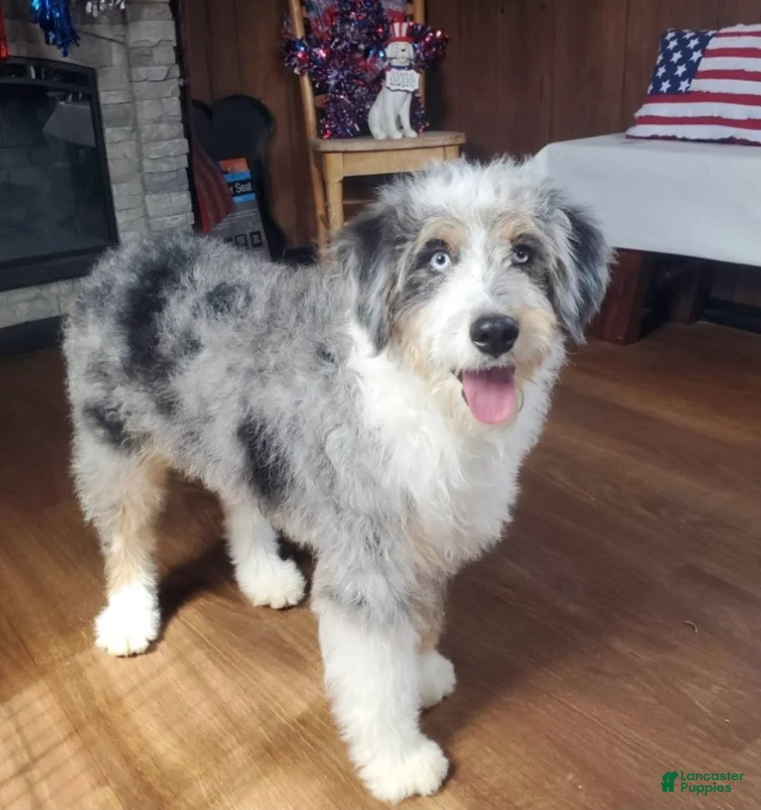 Mini Bernedoodle dogs for sale: Prince - Ad 6