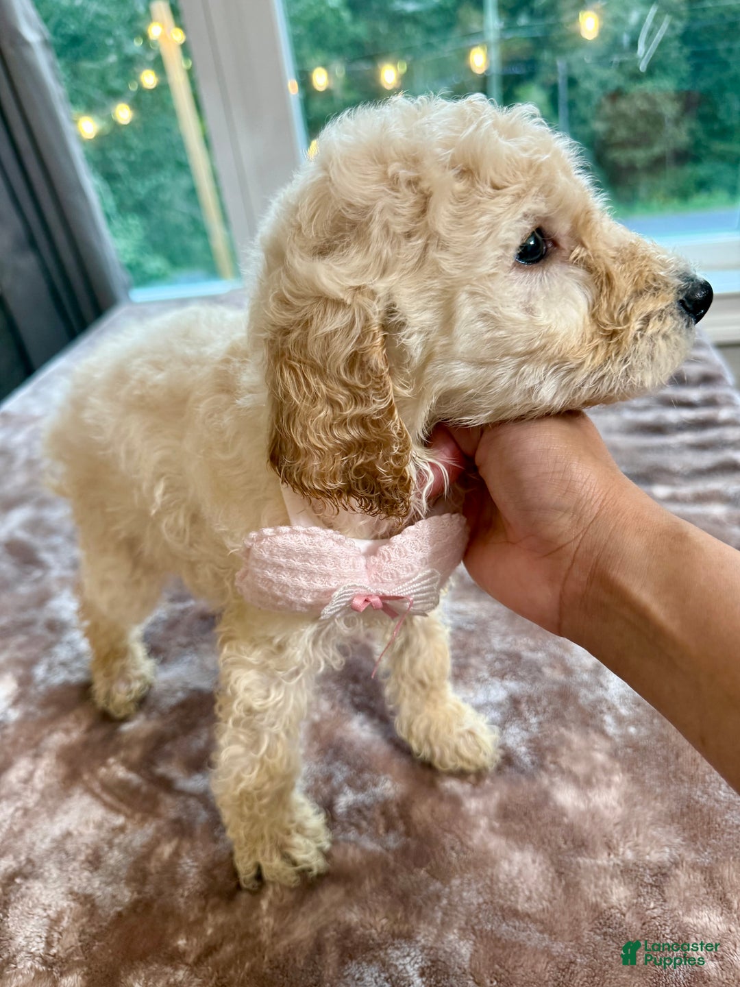 Standard Poodle dogs for sale: Standard Poodle Puppy 2 - Ad 2