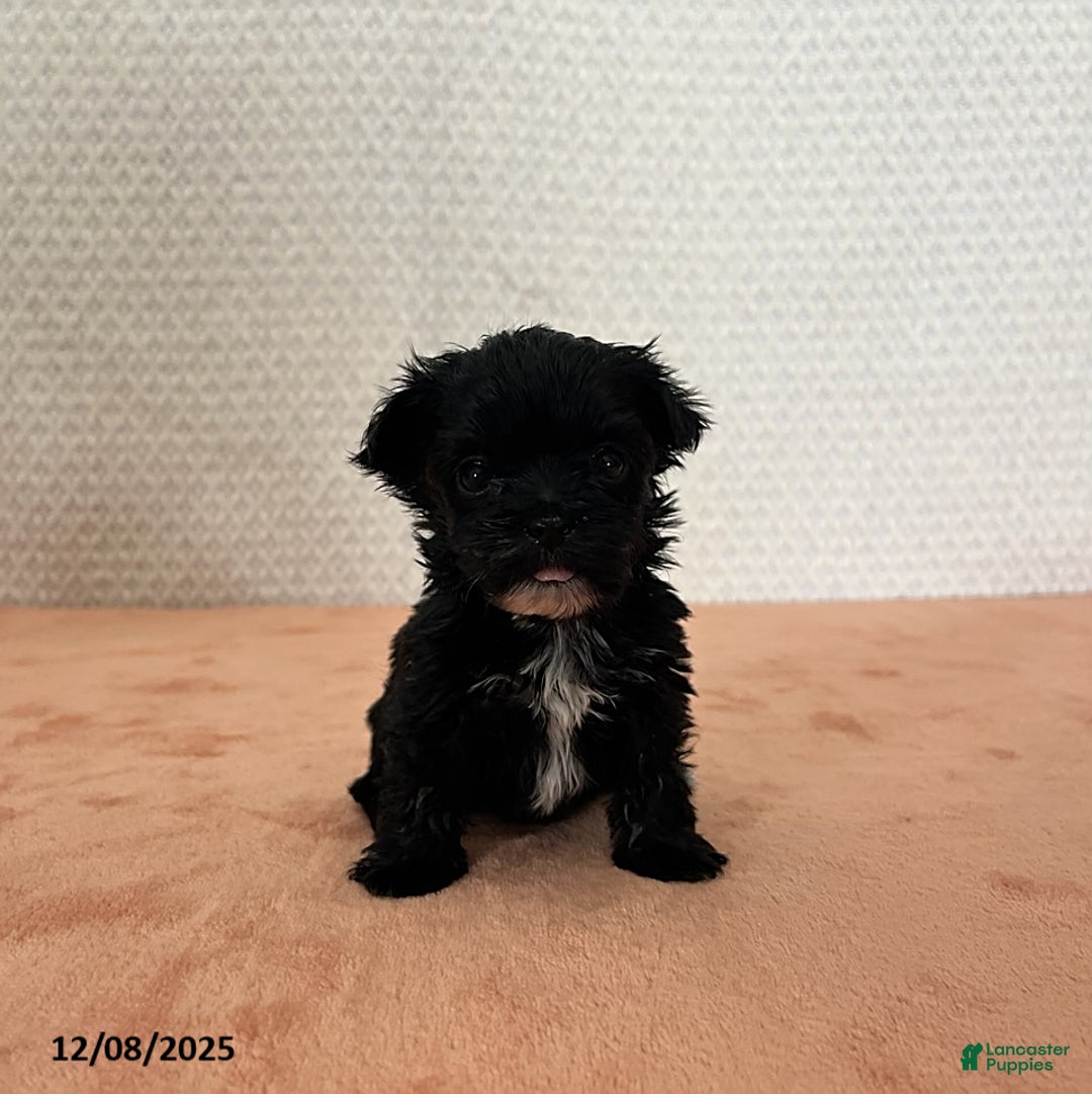 Havapoo dogs for sale: Katy - Ad 3