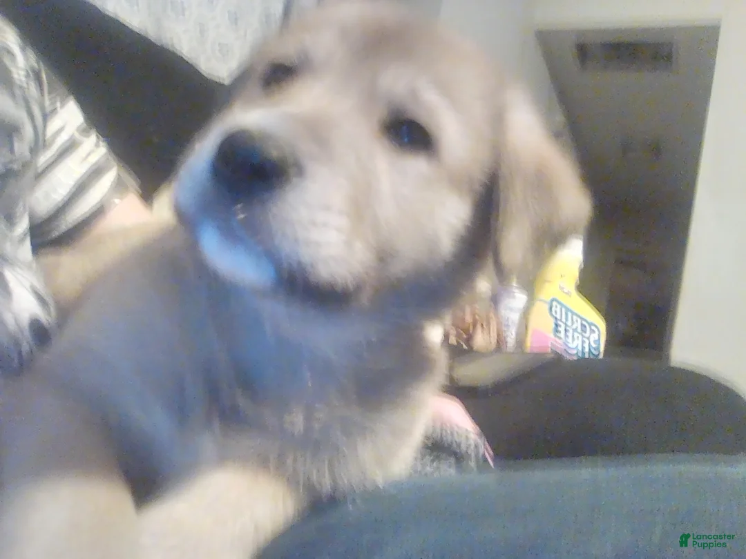 Mixed Breed dogs for sale: Rolly Polly  - Ad 13