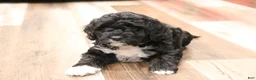 Mini Bernedoodle dogs for sale: Jazzy - Ad 5