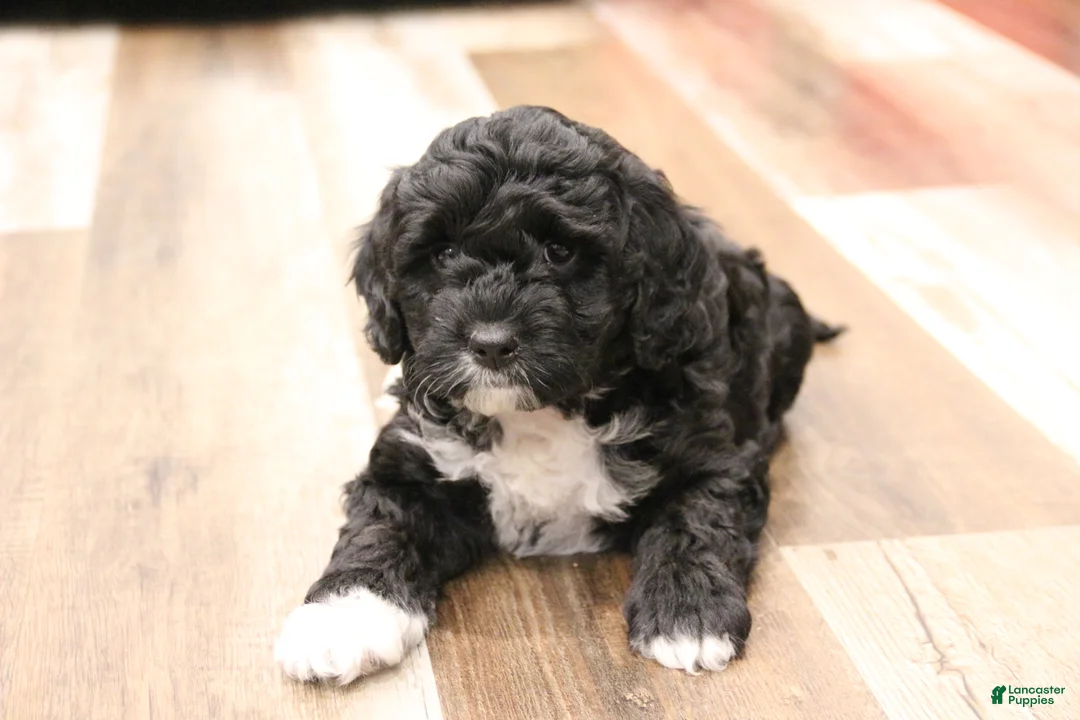 Mini Bernedoodle dogs for sale: Jazzy - Ad 5