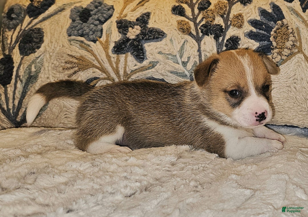 Mixed Breed dogs for sale: Fawny Willow - Ad 7