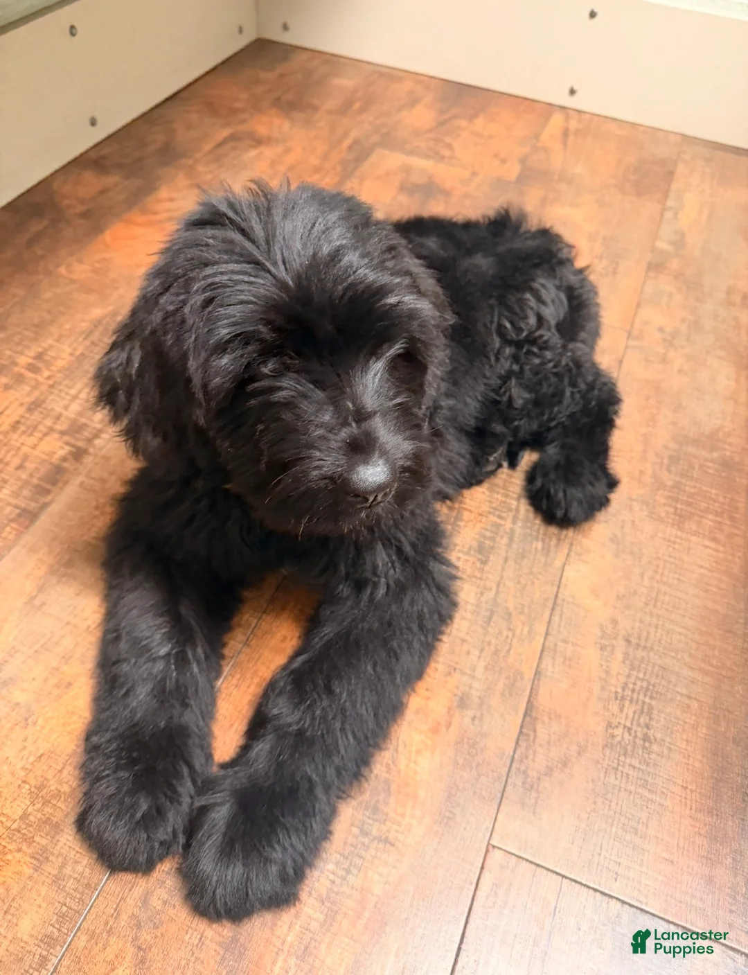 Mixed Breed dogs for sale: Mixed Breed Puppy 1 - Ad 4