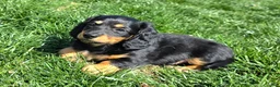 Dachshund dogs for sale: Johnny Jay - Ad 8
