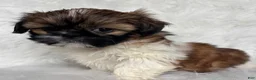 Shih Tzu dogs for sale: Lucy - Ad 9