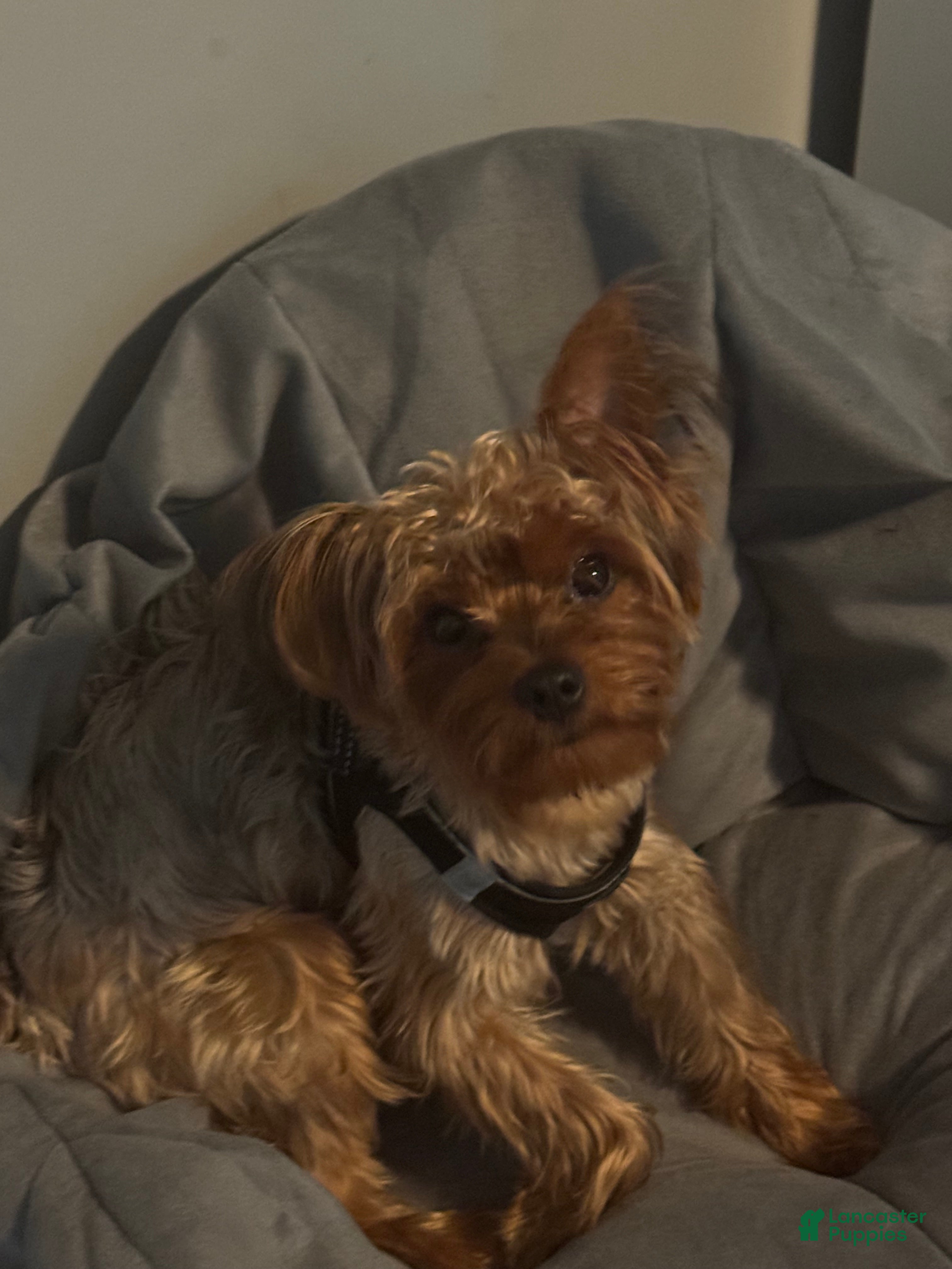 Yorkshire Terrier dogs Yorkshire Terrier Puppy 1 - Ad 2