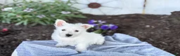 West Highland Terrier dogs for sale: Bentley - Ad 3