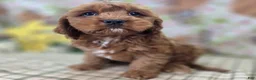 Cavapoo dogs for sale: Denali - Ad 5