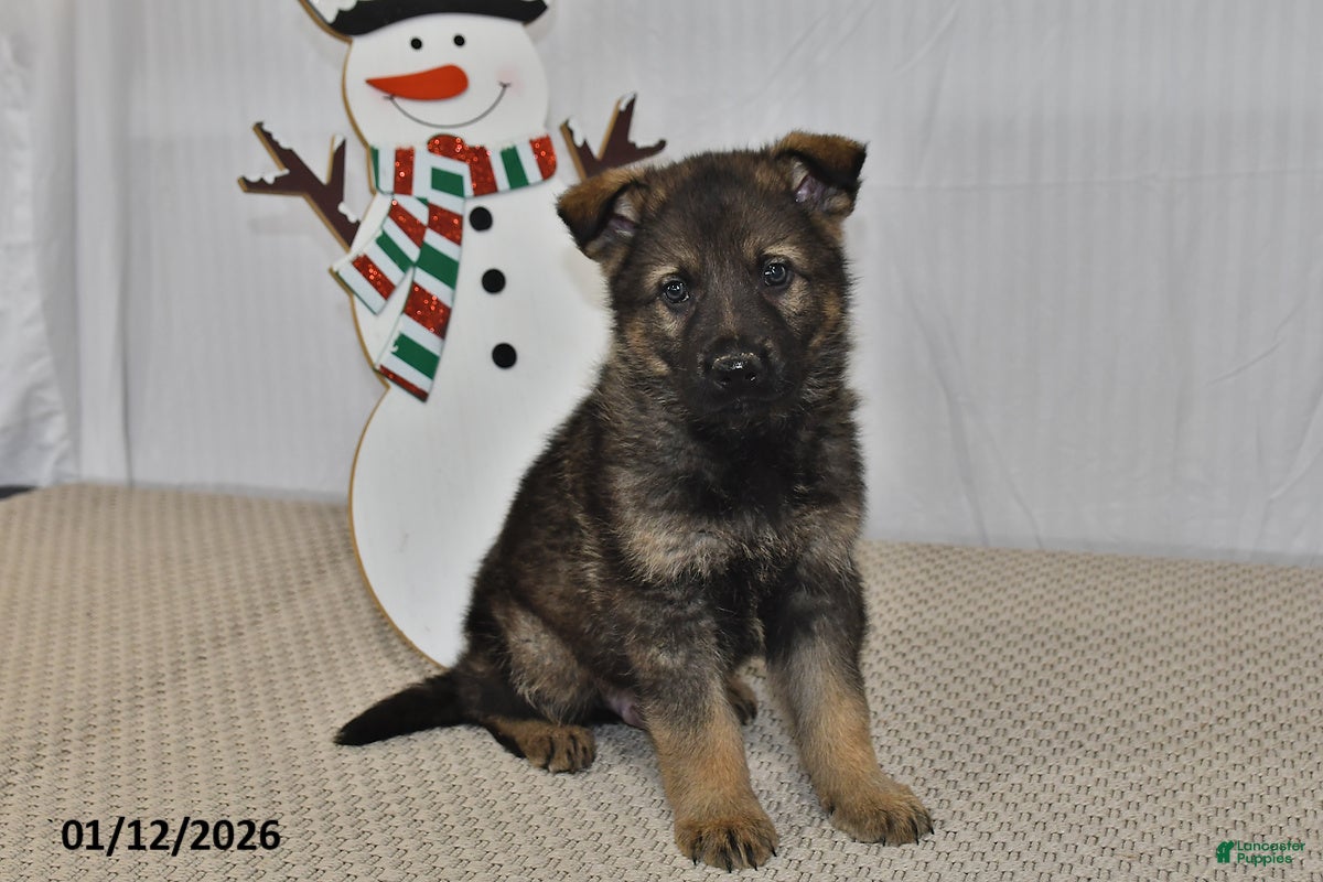 German Shepherd dogs Bentley - Ad 40