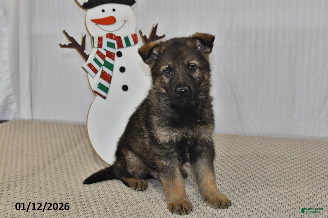 German Shepherd dogs for sale: Bentley - Ad 1