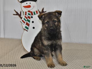German Shepherd dogs Bentley - Ad 40