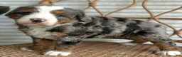 Bernedoodle dogs for sale: Skylar  - Ad 3