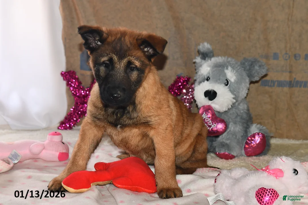 Belgian Malinois dogs for sale: Belle - Ad 5