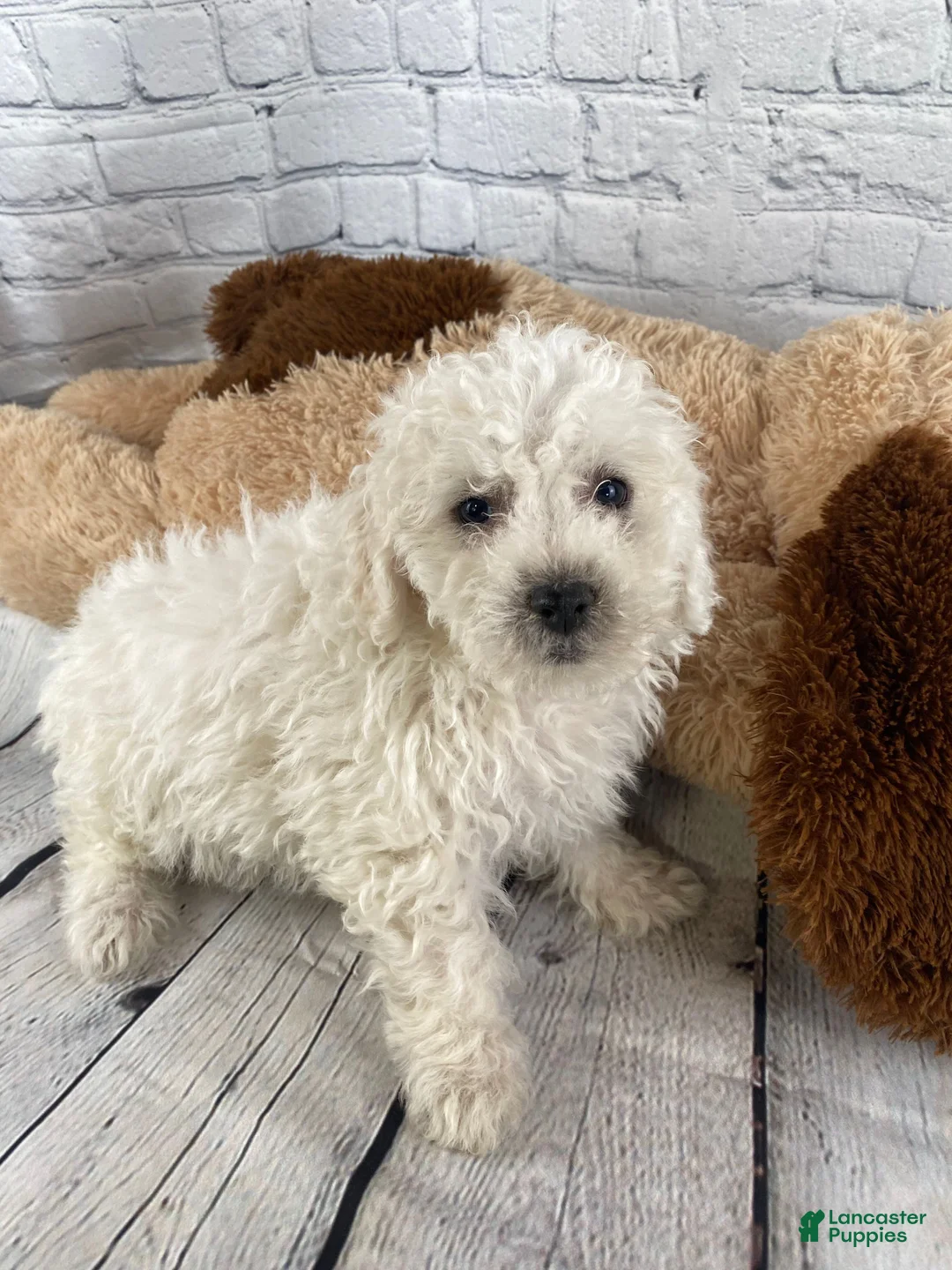 Bichon Frise dogs for sale: Tucker - Ad 1