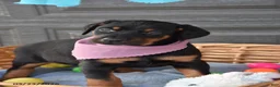 Doberman Pinscher dogs for sale: Flopsy - Ad 2
