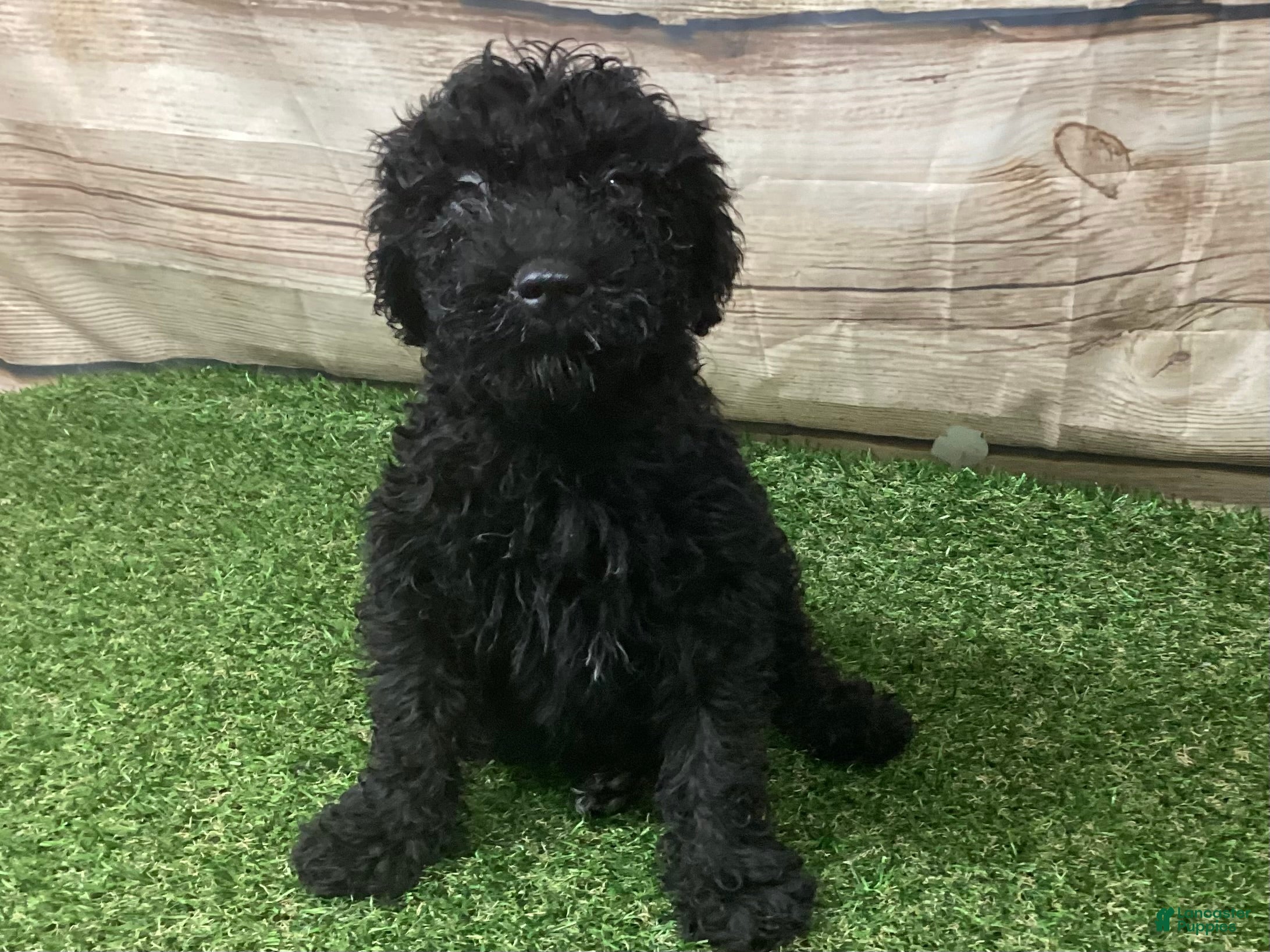 Kerry Blue Terrier dogs for sale: Teddy - Ad 1