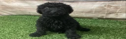 Kerry Blue Terrier dogs for sale: Teddy - Ad 1